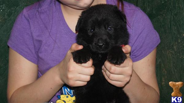 Puppies in WV